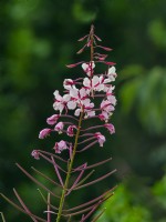 Epilobium angustifolium 'Stahl Rose' syn. Chamaenerion angustifolium - Rosebay willowherb  June Norfolk