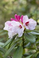 Rhododendron 'Silver Jubilee' - May