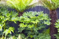 Border containing Dicksonia - tree ferns and Fatsia japonicas