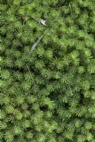Pinus mugo 'Benjamin' Swiss mountain pine