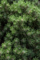 Pinus mugo 'Benjamin' Swiss mountain pine