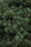 Pinus mugo 'Humpy' Swiss mountain pine