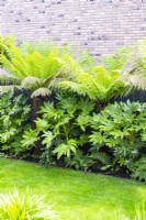 Border containing Dicksonia - Tree ferns and Fatsia japonicas