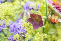 Bouquet containing Verbena bonariensis, Nigella seed pods, Calendula 'Sherbet Fizz', Zinnia 'Queen Red Lime', Nicotiana 'Bronze Queen' and Alchemilla mollis