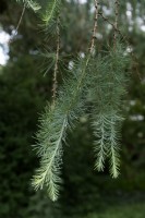 Larix decidua 'Bleu des Barres' European larch