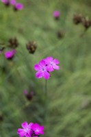 Dianthus carthusianorum - German pink