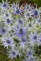 Eryngium x zabelii 'Big Blue' - Seaholly