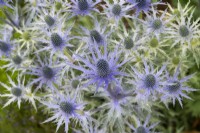 Eryngium x zabelii 'Big Blue' - Seaholly