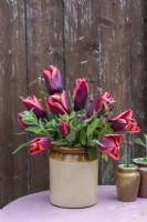 Tulipa 'Abu Hassan' displayed in pottery jar with mint and chives on table 