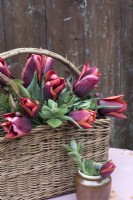 Tulipa 'Abu Hassan' displayed in wicker basket with mint and chives on table 