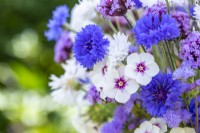 Bouquet containing Centaurea 'Double Blue', Centaurea 'Ball White' - Cornflowers, Phlox drummondii 'Tapestry', Ageratum 'Blue Mink' and Verbena bonariensis