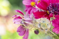 Bouquet containing Cosmos 'Rubenza', Centaurea 'Black Ball', Scabiosa stellata 'PingPong' and Nigella seed pods