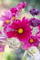 Bouquet containing Cosmos 'Rubenza', Centaurea 'Black Ball' and Scabiosa stellata 'PingPong'