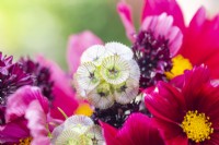 Bouquet containing Cosmos 'Rubenza', Centaurea 'Black Ball' and Scabiosa stellata 'PingPong'