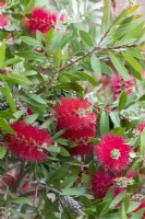 Callistemon citrinus 'Splendens' - Bottle brush