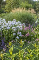 White Phlox and penstomens in border with perennial grasses
