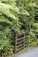 Open wooden gate surreounded by green foliage with driveway. Summer. 