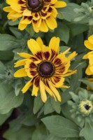 Rudbeckia hirta 'Giggling Smileyz' - Black-eyed Susan