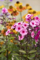 Phlox paniculata 'Argus'