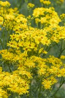 Senecio jacobaea synonym Jacobaea vulgaris flowering in Summer - July