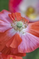 Papaver rhoeas 'Shirley Mixed' flowering in Summer - July