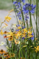 Crocosmia x crocosmiiflora 'George Davison' and Agapanthus 'Stephanies Beauty' - Montbretia and African lily