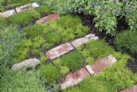 Sagina subulata - Irish moss and brick path on Grown That Way Green for Me garden at RHS Tatton Park flower show 2022 - Designed by Kenny Raybould