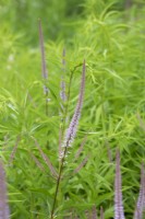 Veronicastrum 'Adoration' - Culvers root