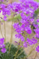 Lewisia columbiana ssp. rupicola - Rosy lewisia

