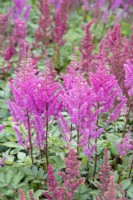 Astilbe chinensis var. taquetii 'Purpurlanze'