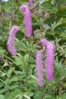 Sanguisorba hakusanensis 'Lilac Squirrel'