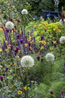 Herbaceous perennial border designed with pollinators in mind, plants include Allium 'Mount Everest', Cirsium, Salvias and Verbascum