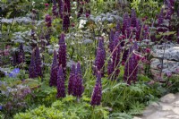 Purple Lupinus 'Masterpiece' in an early summer border with Cirsium atropurpureum