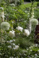 White roses, Allium 'Everest', Rosa 'Desdemona' and Foxgloves in white themed summer border