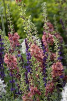 Herbaceous perennial border designed with pollinators in mind, plants include Verbascum 'Petra' and Salvia 'Mainacht'