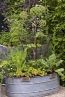 Edible plants growing in recycled tin container trough