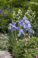 Iris pallida var. dalmatica, pale blue iris amongst other perennials in mixed border