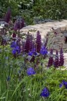 Purple Lupinus 'Masterpiece' in  an early summer border with blue Iris sibirica