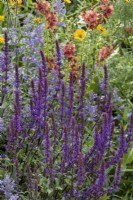 Herbacious perennial border designed with pollinators in mind, plants include Salvia 'Mainacht' and Verbascum