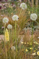 White Allium 'Everest' in contemporary border planting