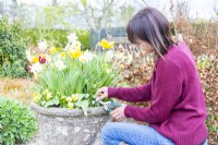 Woman deadheading pansies in a large layered container