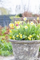 Yellow pansies, Narcissus 'Pueblo' and Tulipa 'Gravota' in large layered container