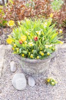 Tulipa 'Gravota', 'Happy People', Narcissus 'Pueblo' and yellow Pansies in a large layered container