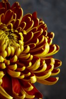 Chrysanthemum 'Allouise Orange'.