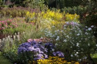 A late summer border with white Cosmos bipinnatus, Cosmos or Mexican aster, Aster x frikartii 'Monch', Hylotelephium,  Sedums, and Solidago, Goldenrod.