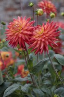 Dahlia 'Karma Bon Bini'