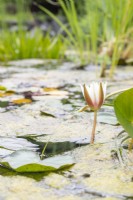 Nymphaeaceae - Water lily