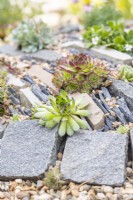 Succulents planted in crevice garden