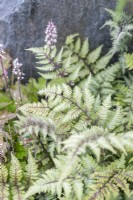 Japanese painted fern