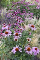 Echinacea purpurea and Stipa tenuissima - July